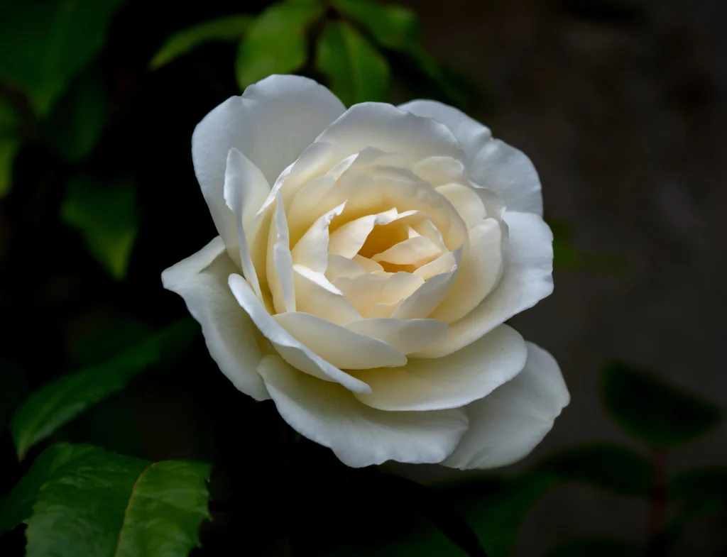 White Rose