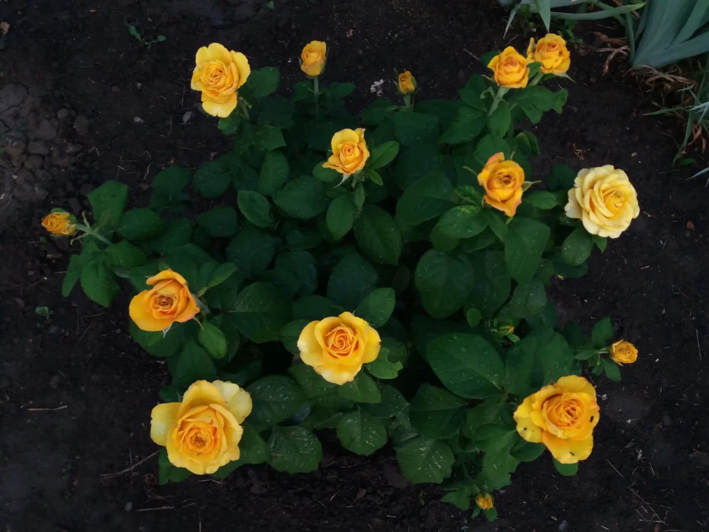 Yellow Rose