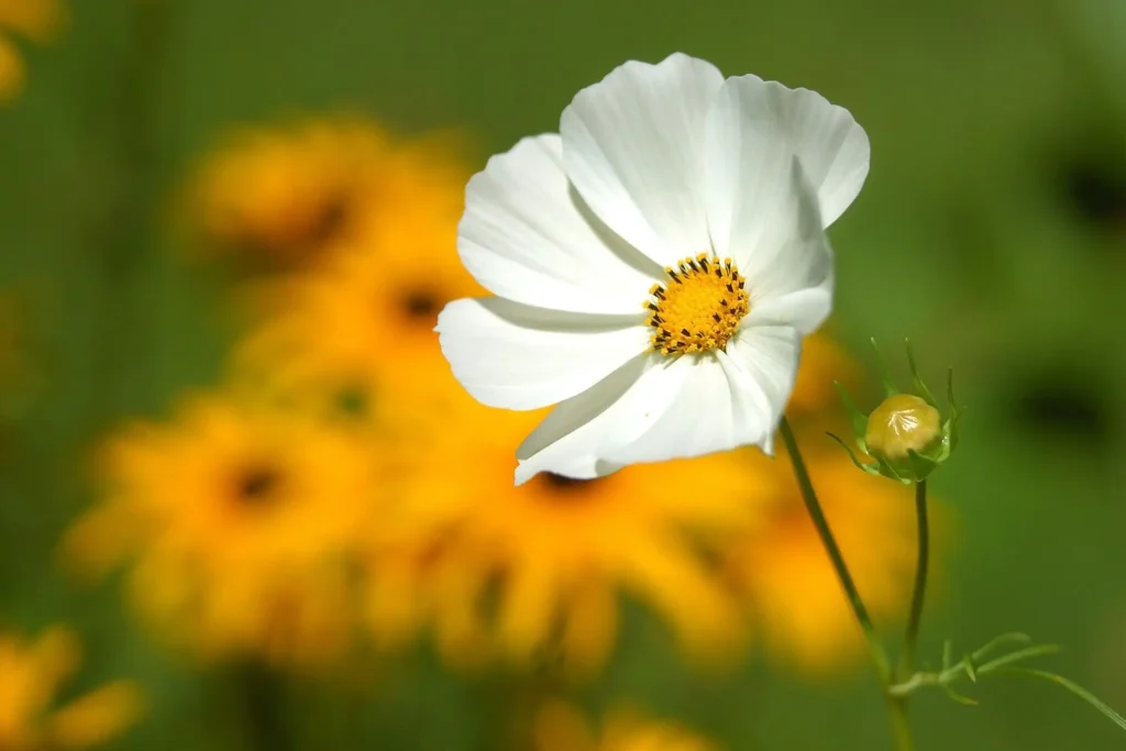 White Cosmos