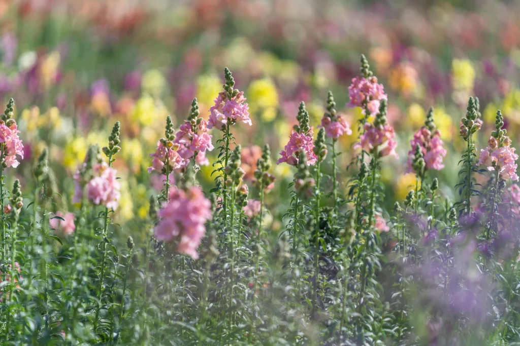 Yellow Snapdragon