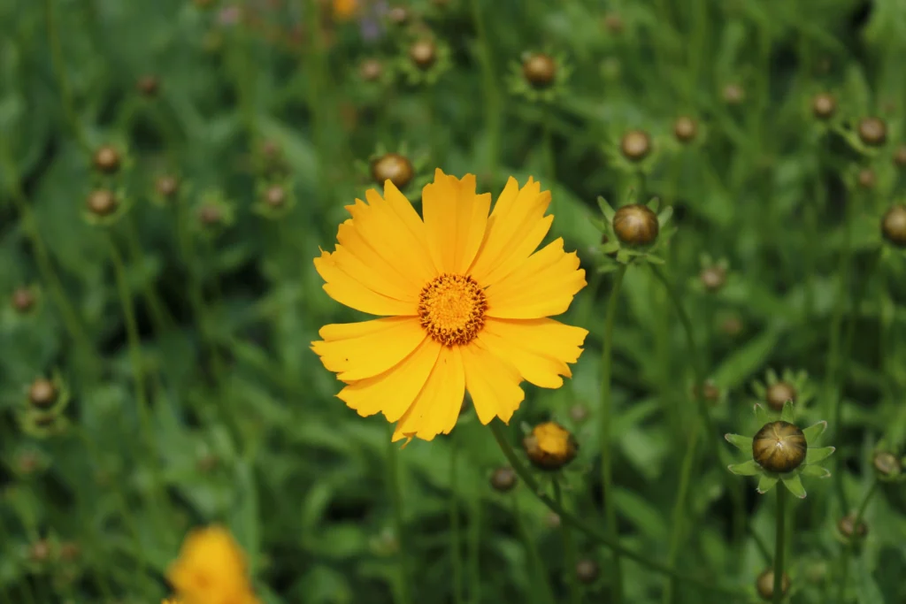 Coreopsis