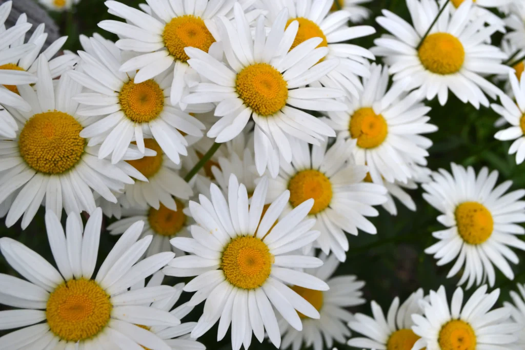 Shasta Daisy