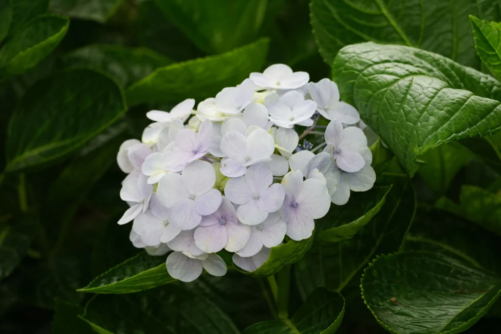 White Hydrangea