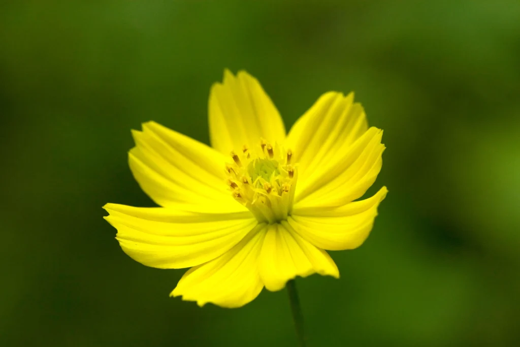  Yellow Cosmos