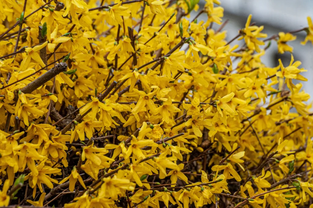 Forsythia
