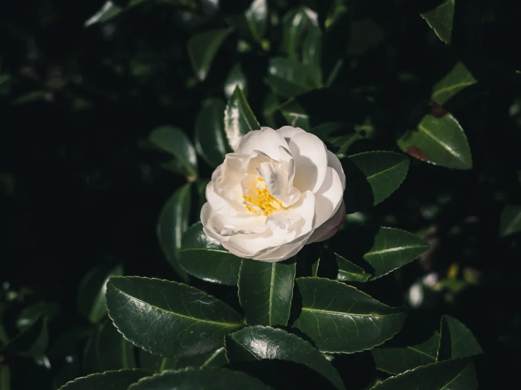 White Camellia