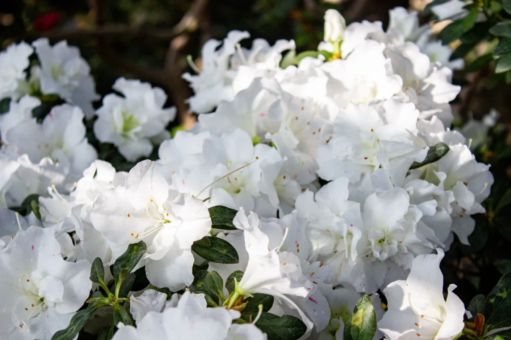  White Azalea