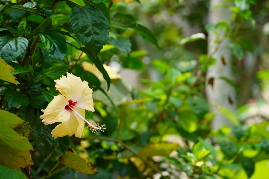 Yellow Hibiscus