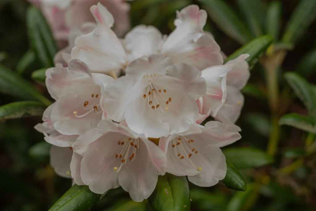 White Rhododendron