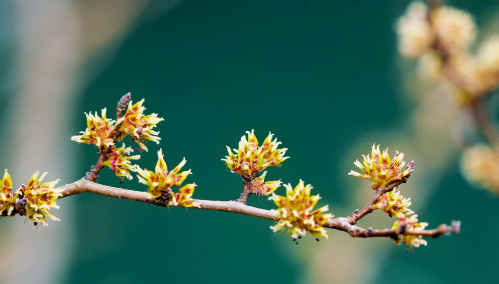 Witch Hazel