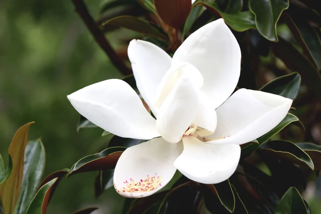 White Magnolia