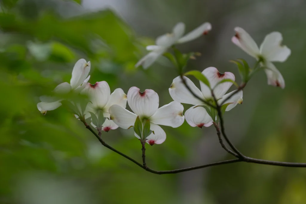 White Flowering Dogwood