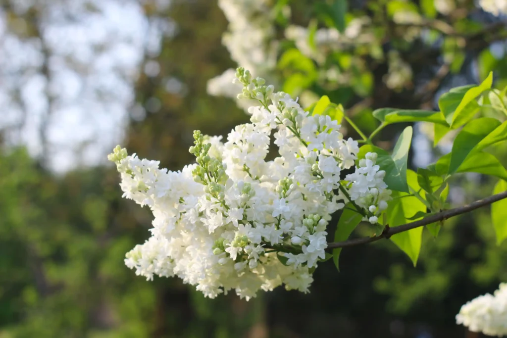 White Lilac