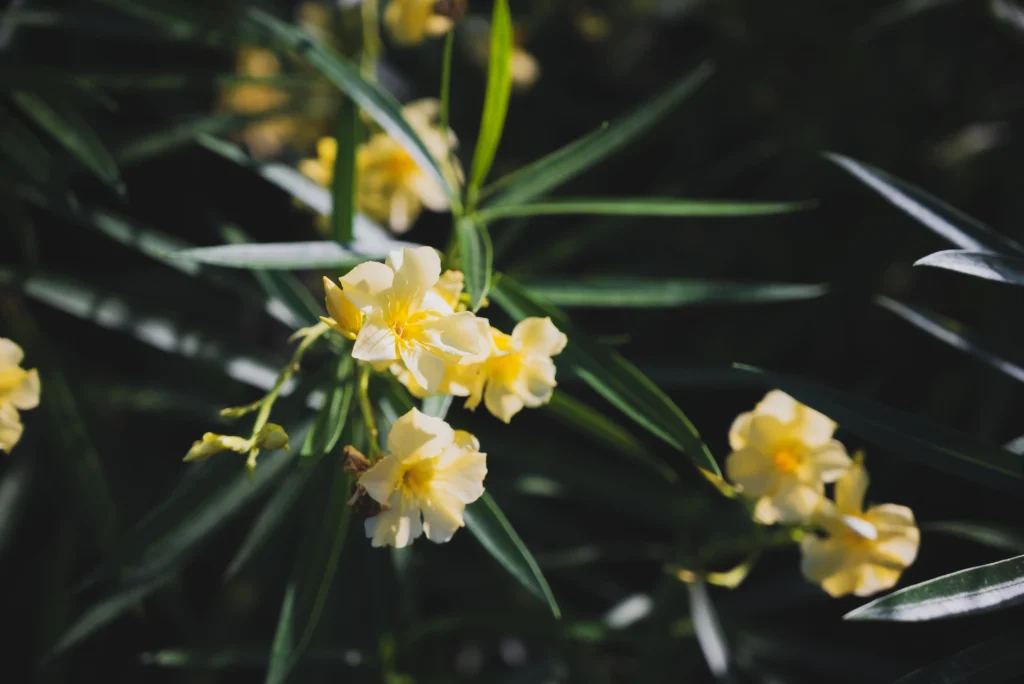 Yellow Oleander