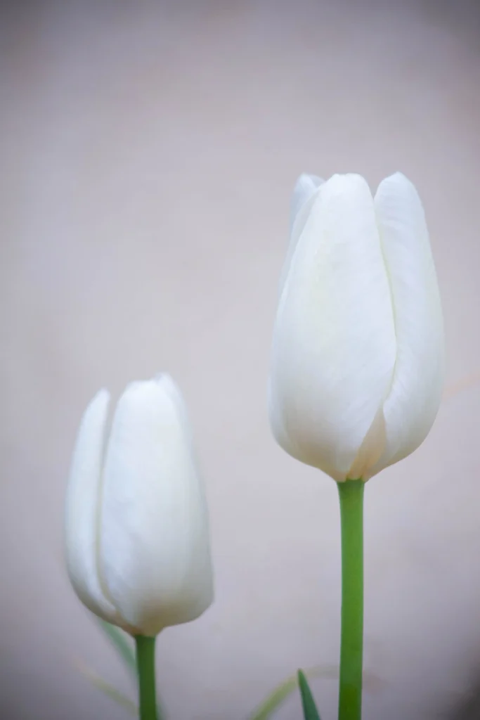White Tulip