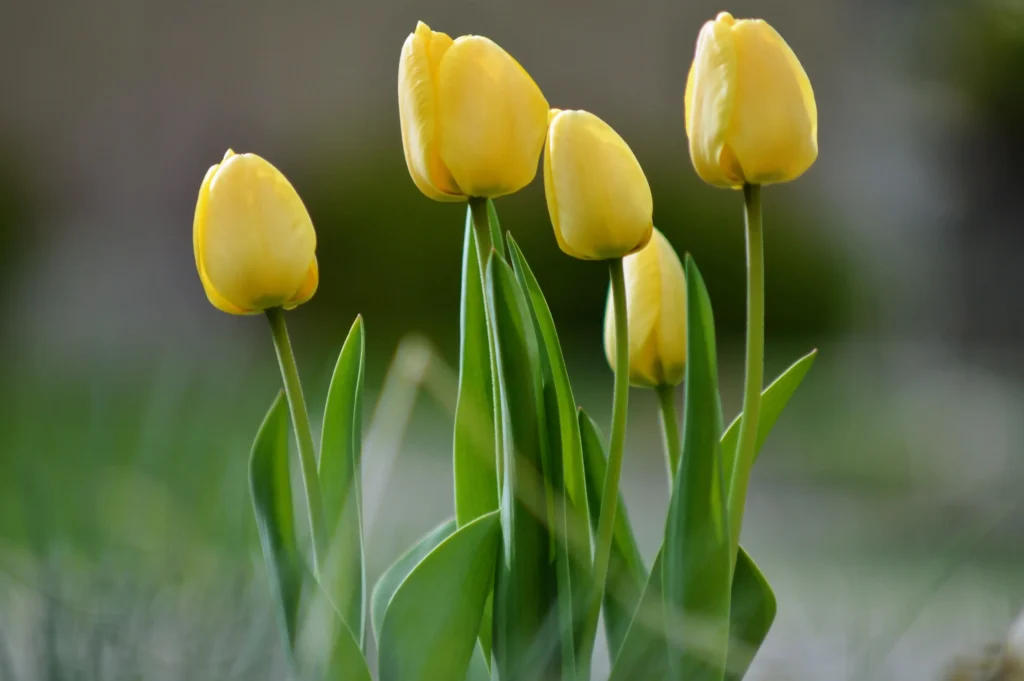 Yellow Tulip