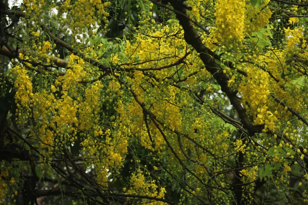 Golden Shower Tree