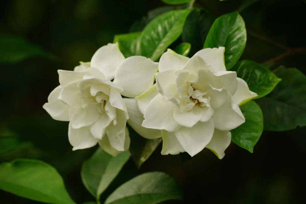 White Gardenia