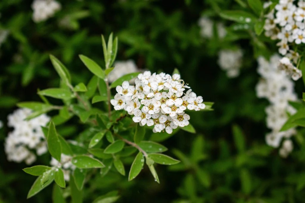 White Spirea