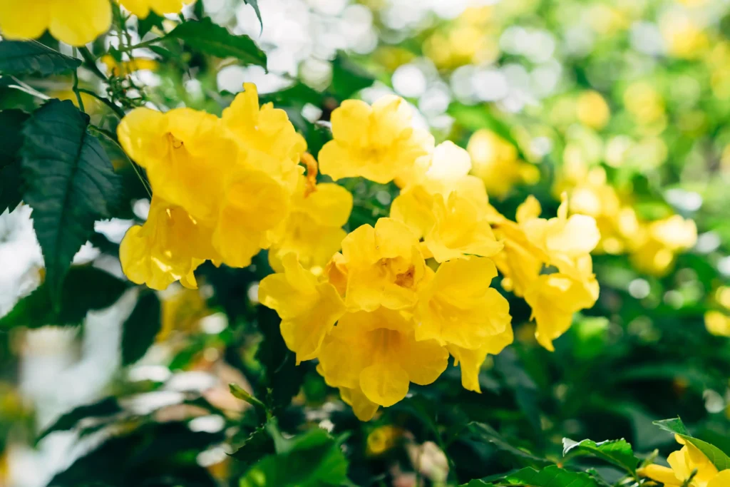 Yellow Bells