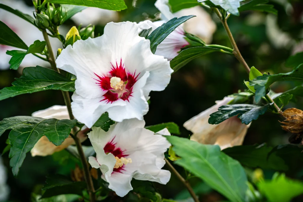 White Rose of Sharon