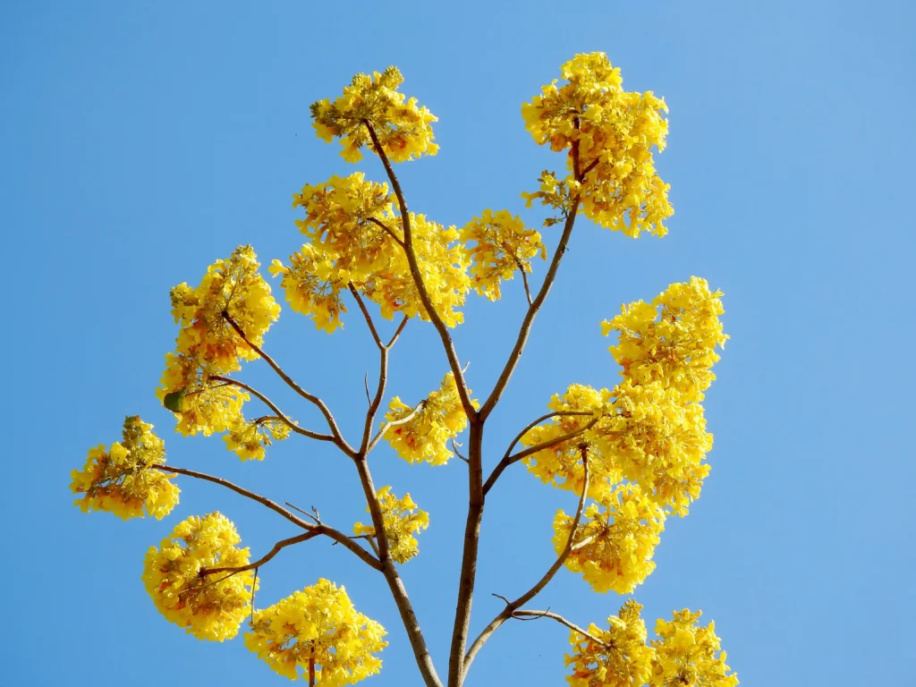 Yellow Flame Tree