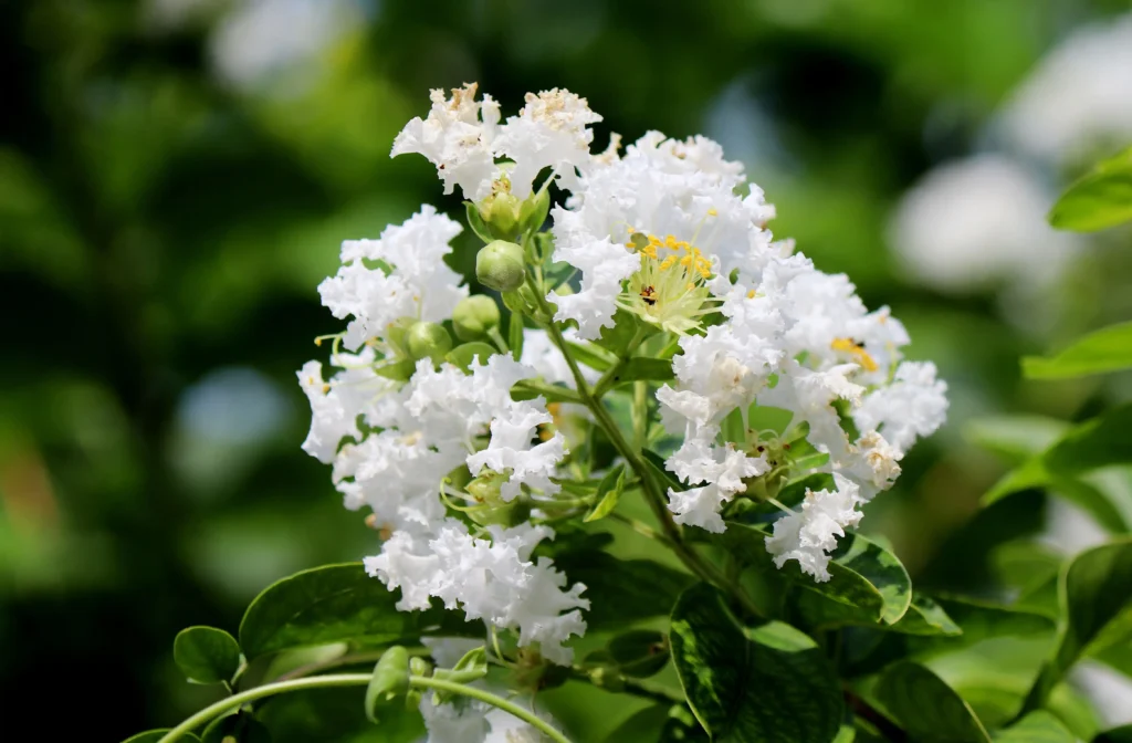White Crape Myrtle