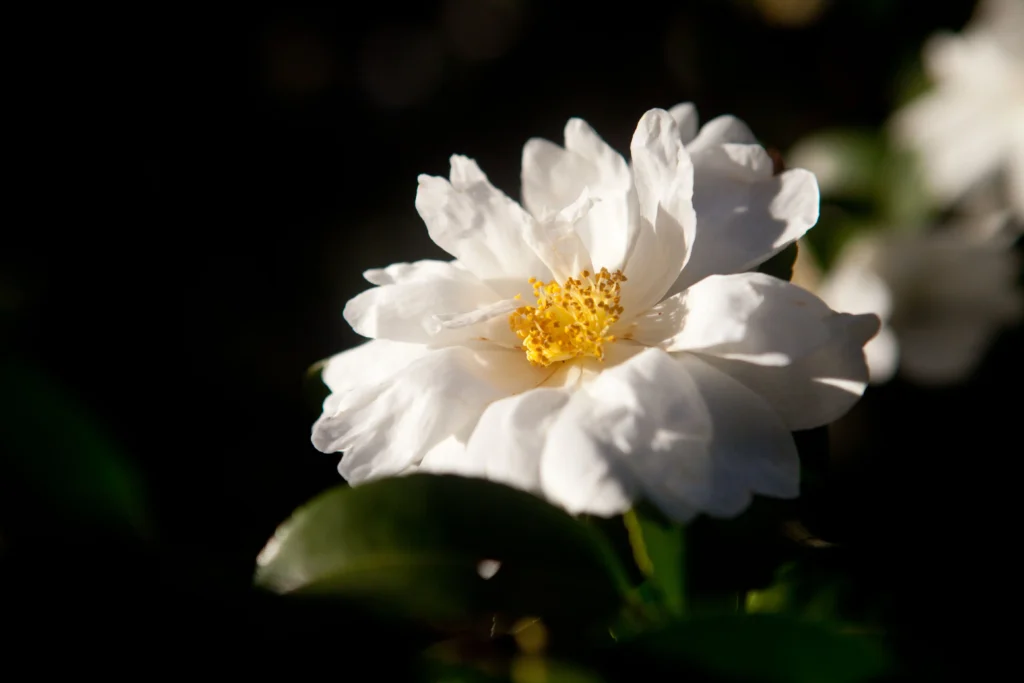 Yellow Camellia