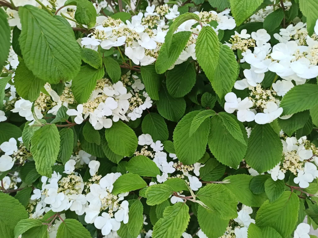 White Viburnum