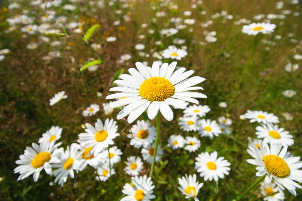 Oxeye Daisy