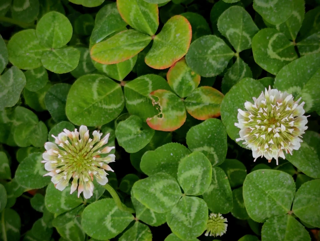 White Clover