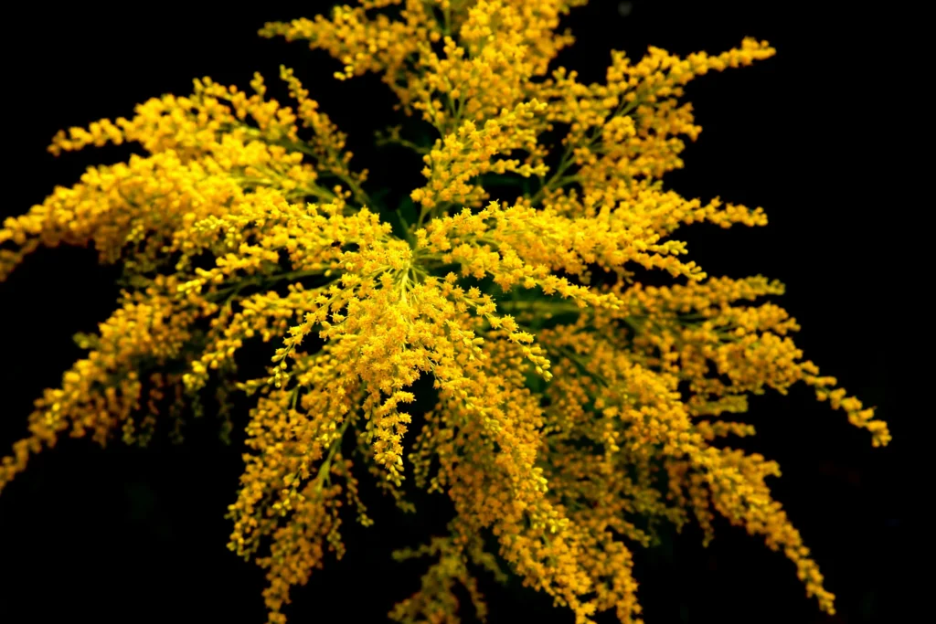 Goldenrod
