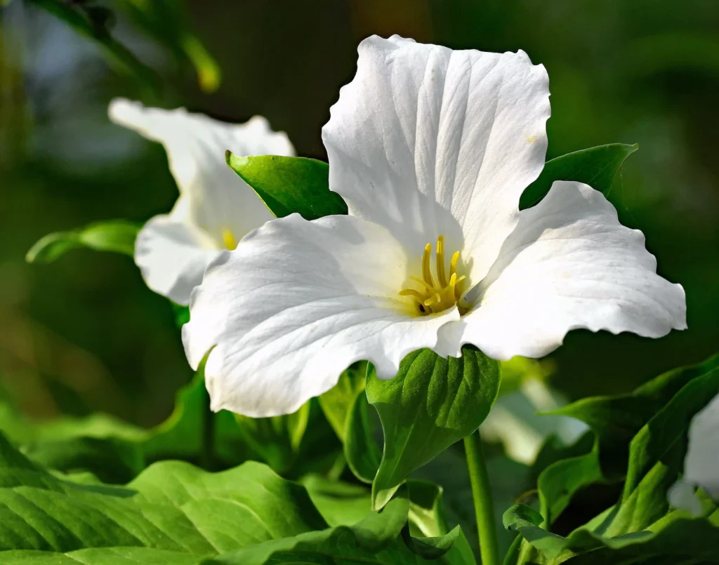 White Trillium