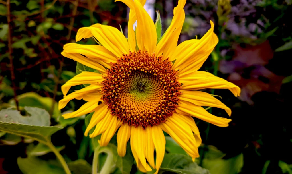 Sunflower