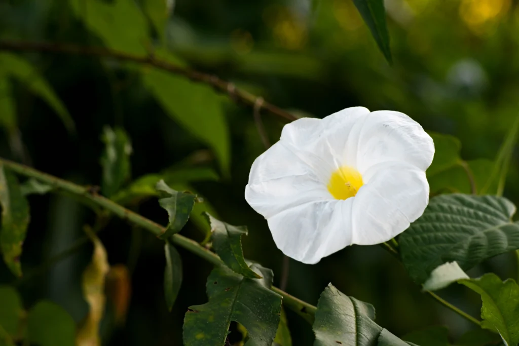 White Morning Glory