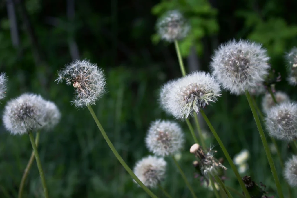 Dandelion