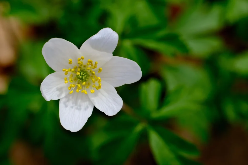 Wood Anemone