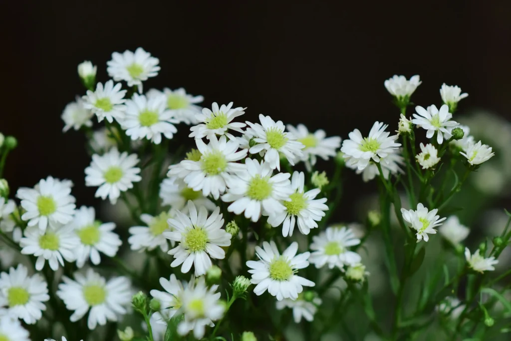 White Aster