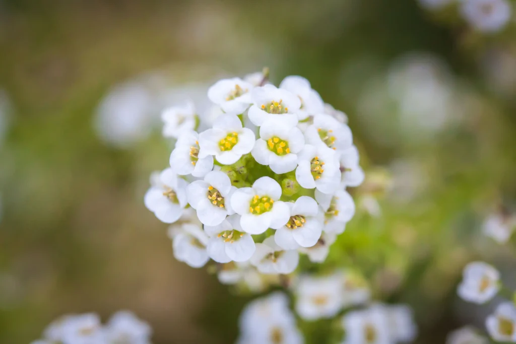 Sweet Alyssum