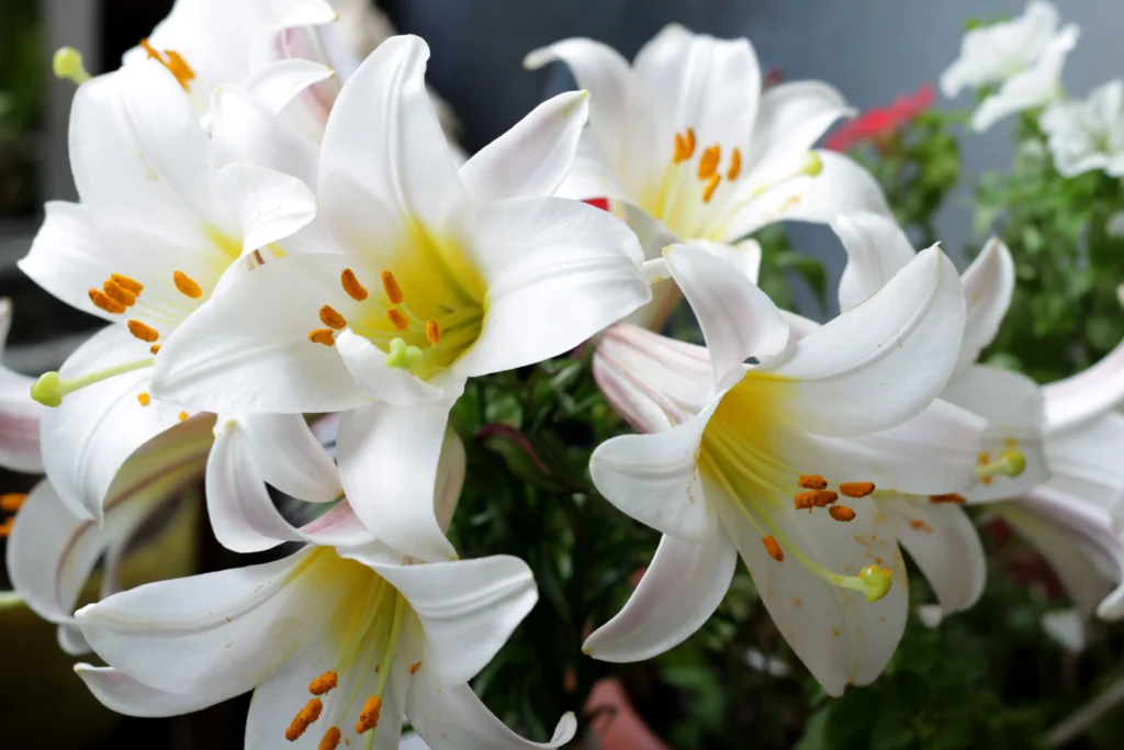 Easter Lily