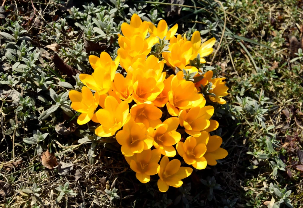 Yellow Crocus