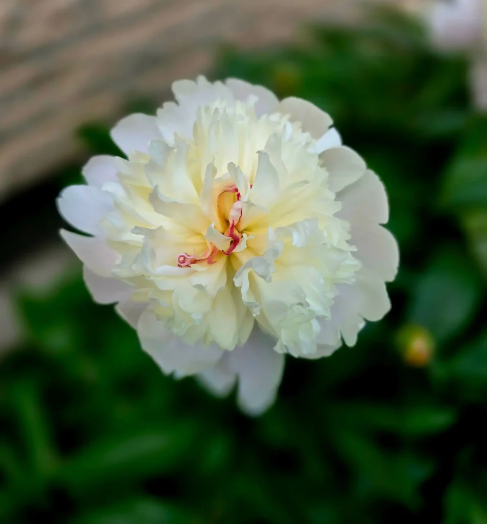 White Peony
