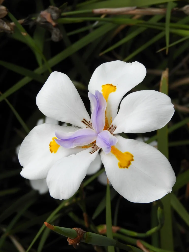 White Iris