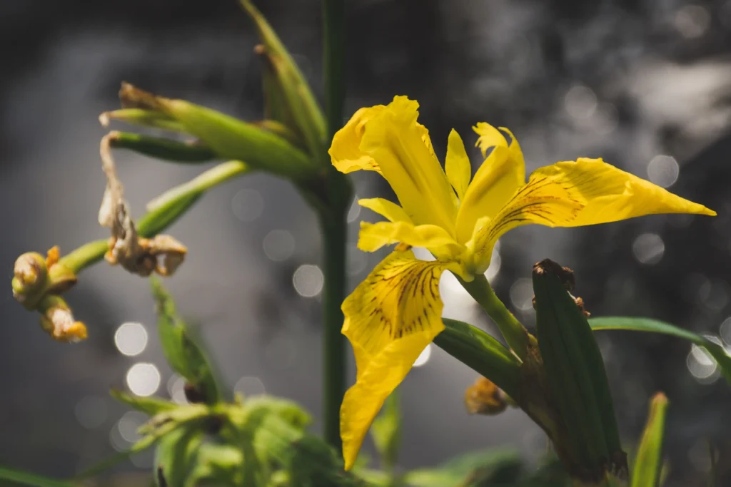 Yellow Iris
