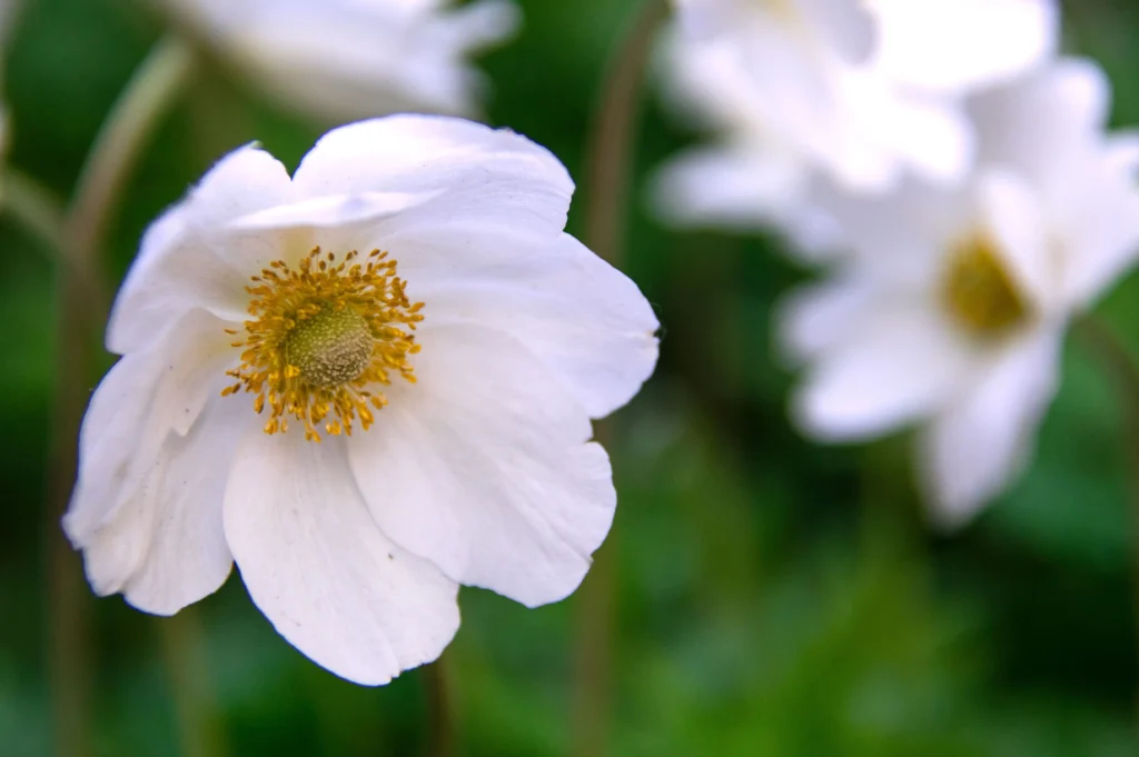 White Anemone
