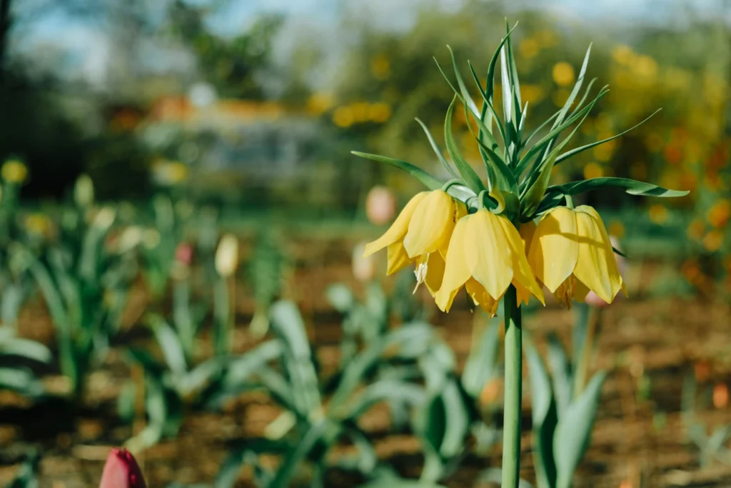 Yellow Crown Imperial