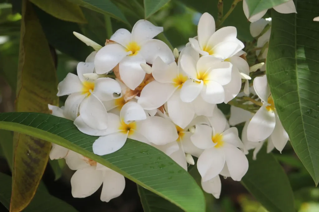 White Plumeria