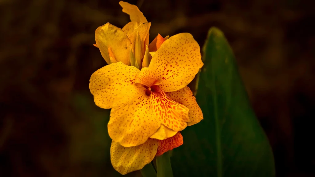 Yellow Canna Lily