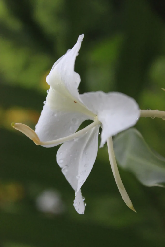 White Ginger Lily