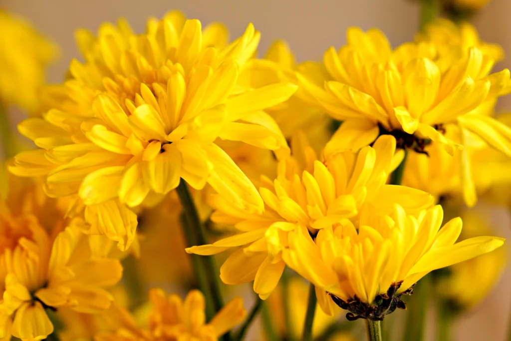 Yellow Chrysanthemum